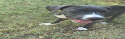American Pit Bull Terrier dogs for sale: Chilli - Ad 6