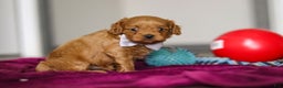 Cavapoo dogs for sale: Irwin - Ad 6
