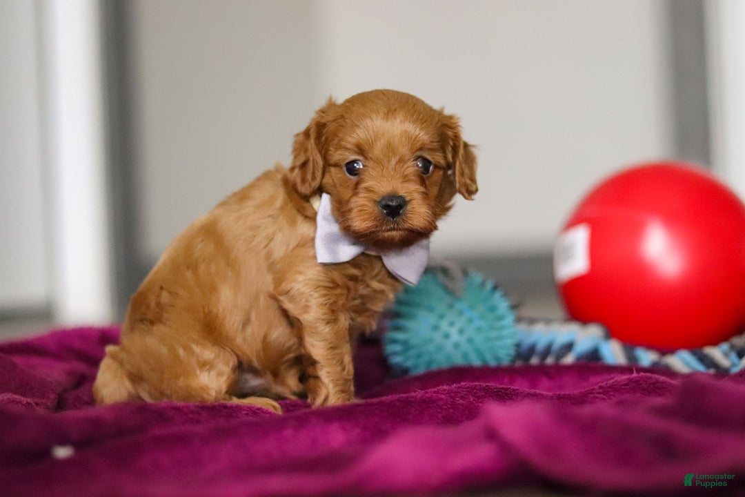 Cavapoo dogs for sale: Irwin - Ad 6