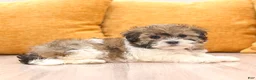 Havanese dogs for sale: Angie - Ad 3