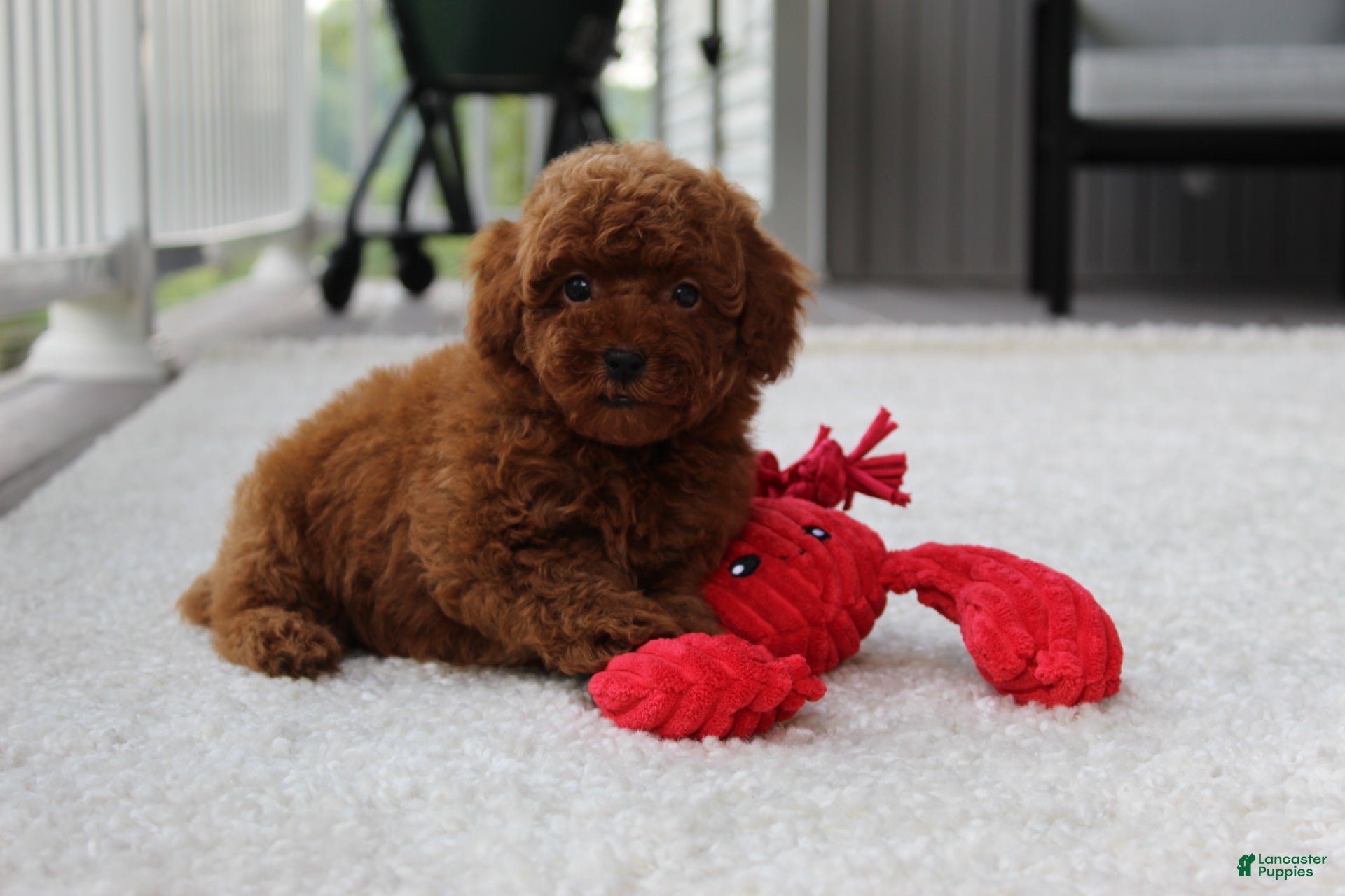 Toy Poodle dogs Anson - Ad 2