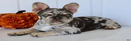 French Bulldog dogs for sale: Dillon - Ad 9