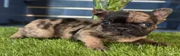French Bulldog dogs for sale: Hank - Ad 3