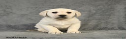 Labrador Retriever dogs for sale: Bella   - Ad 4
