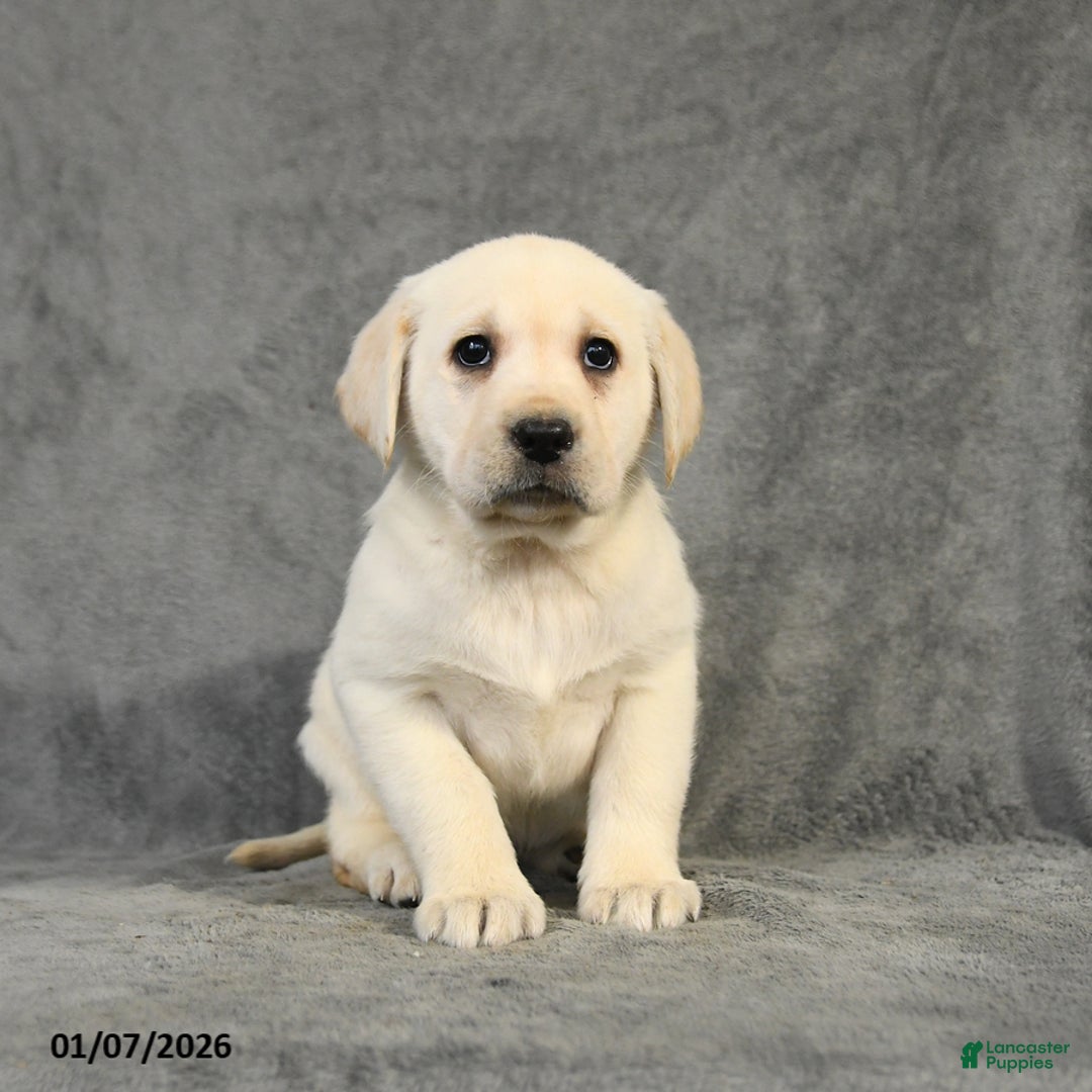 Labrador Retriever dogs for sale: Bella   - Ad 4