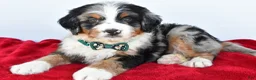 Mini Bernedoodle dogs for sale: Lucky - Ad 9