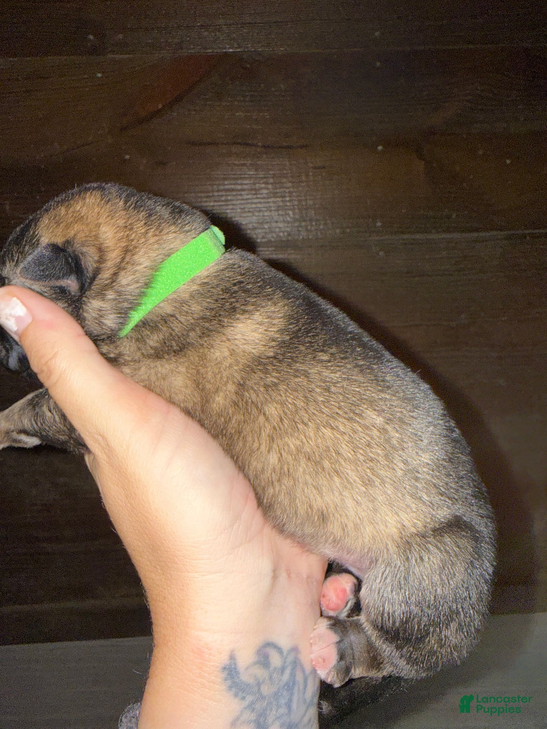 Gerberian Shepsky dogs for sale: Green - Ad 2