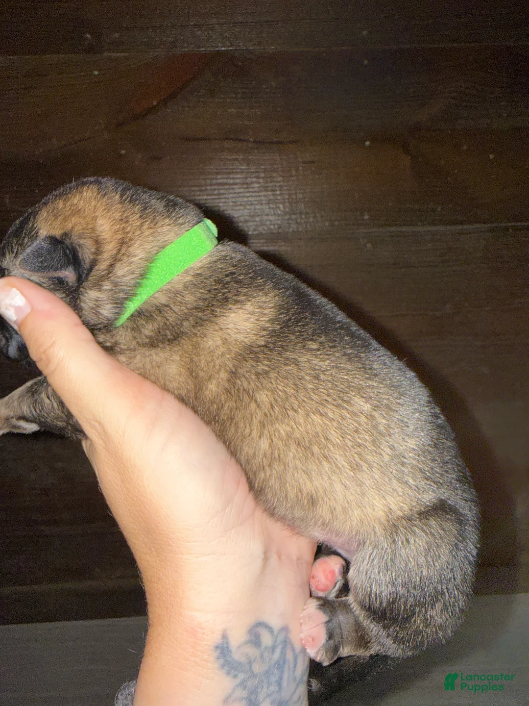 Gerberian Shepsky dogs for sale: Draco - Ad 8