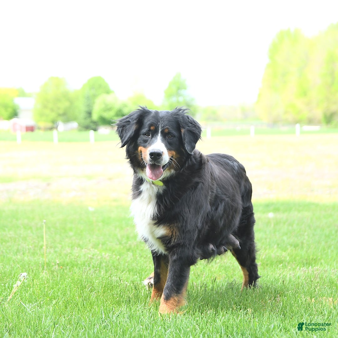 Mini Bernedoodle dogs for sale: Charlie - Ad 4