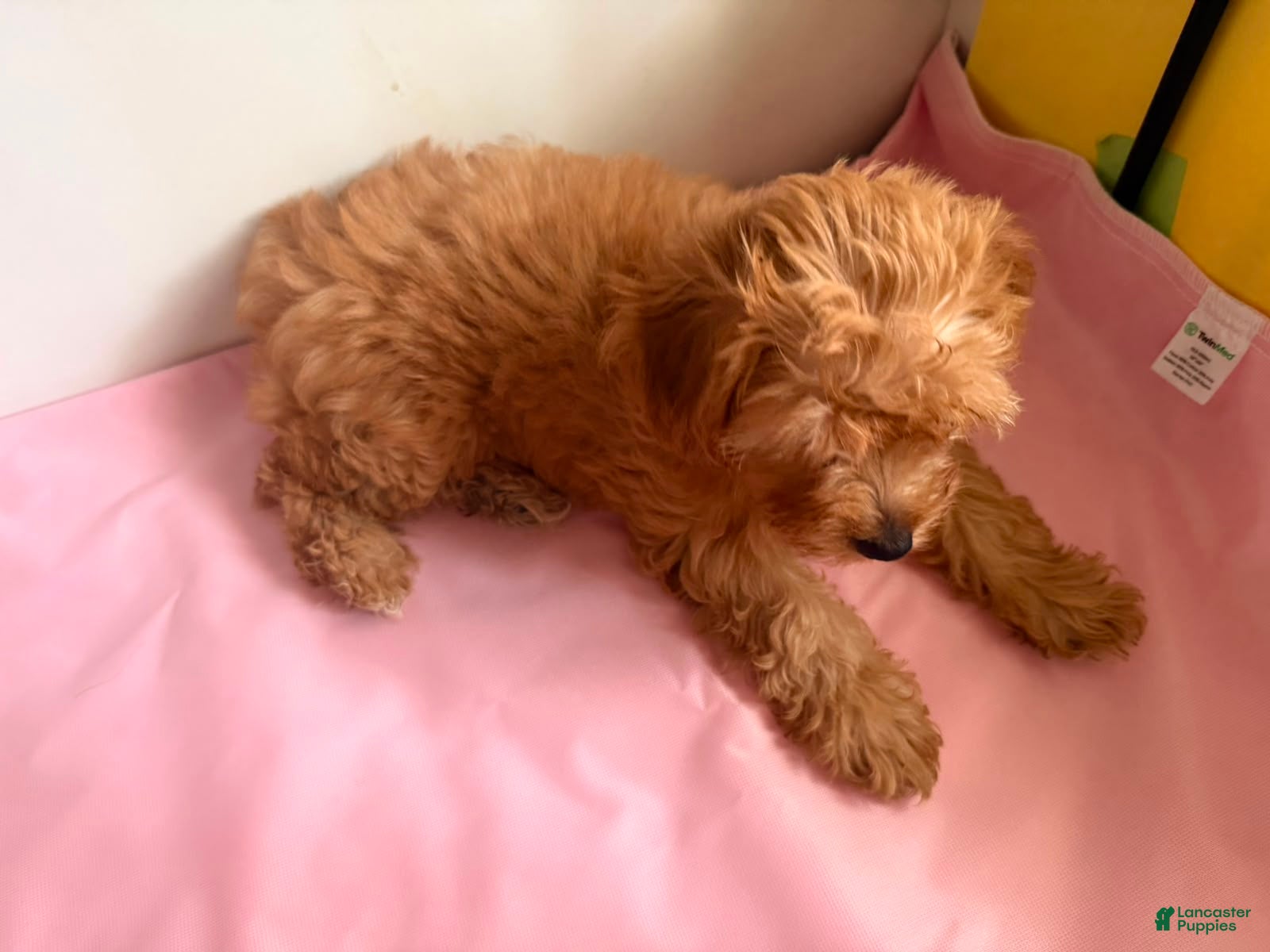 Yorkiepoo dogs Nami - Ad 2