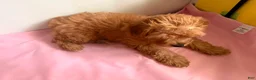 Yorkiepoo dogs for sale: Nami - Ad 2