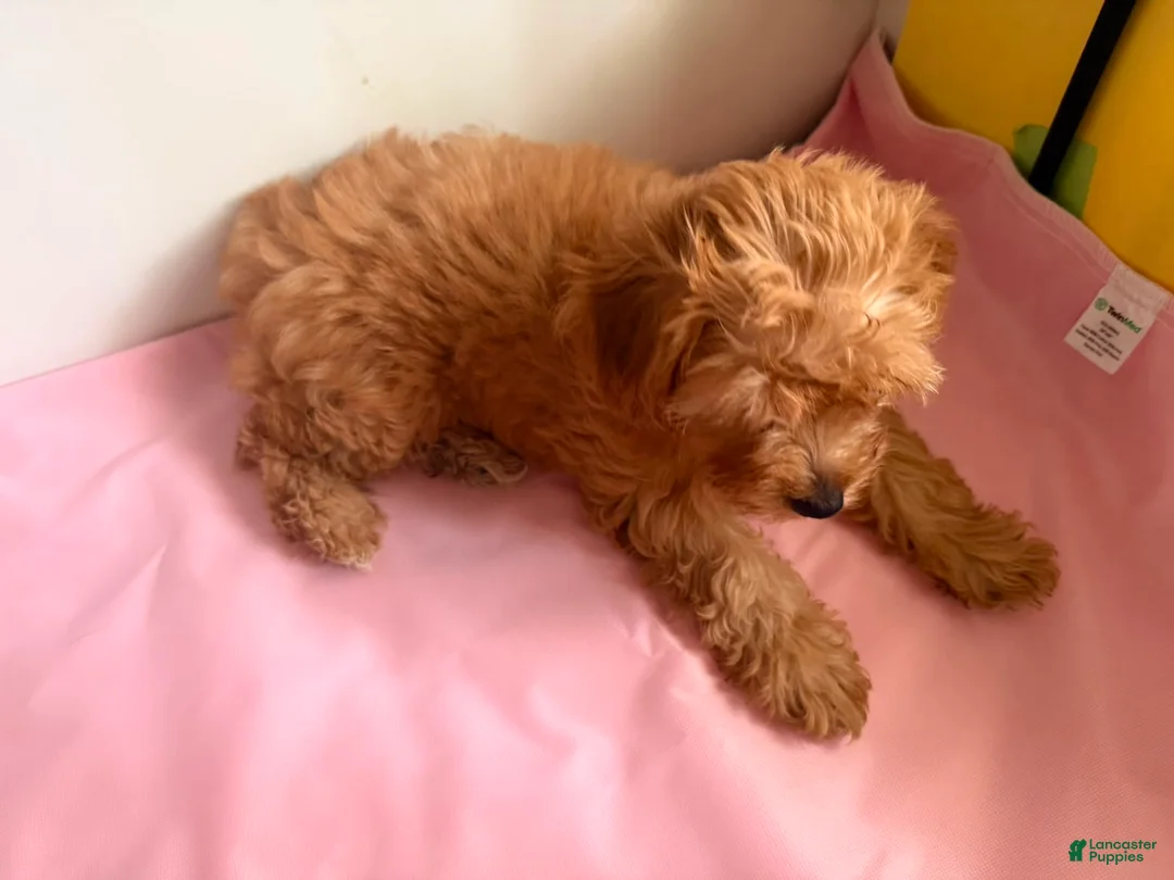 Yorkiepoo dogs for sale: Nami - Ad 2