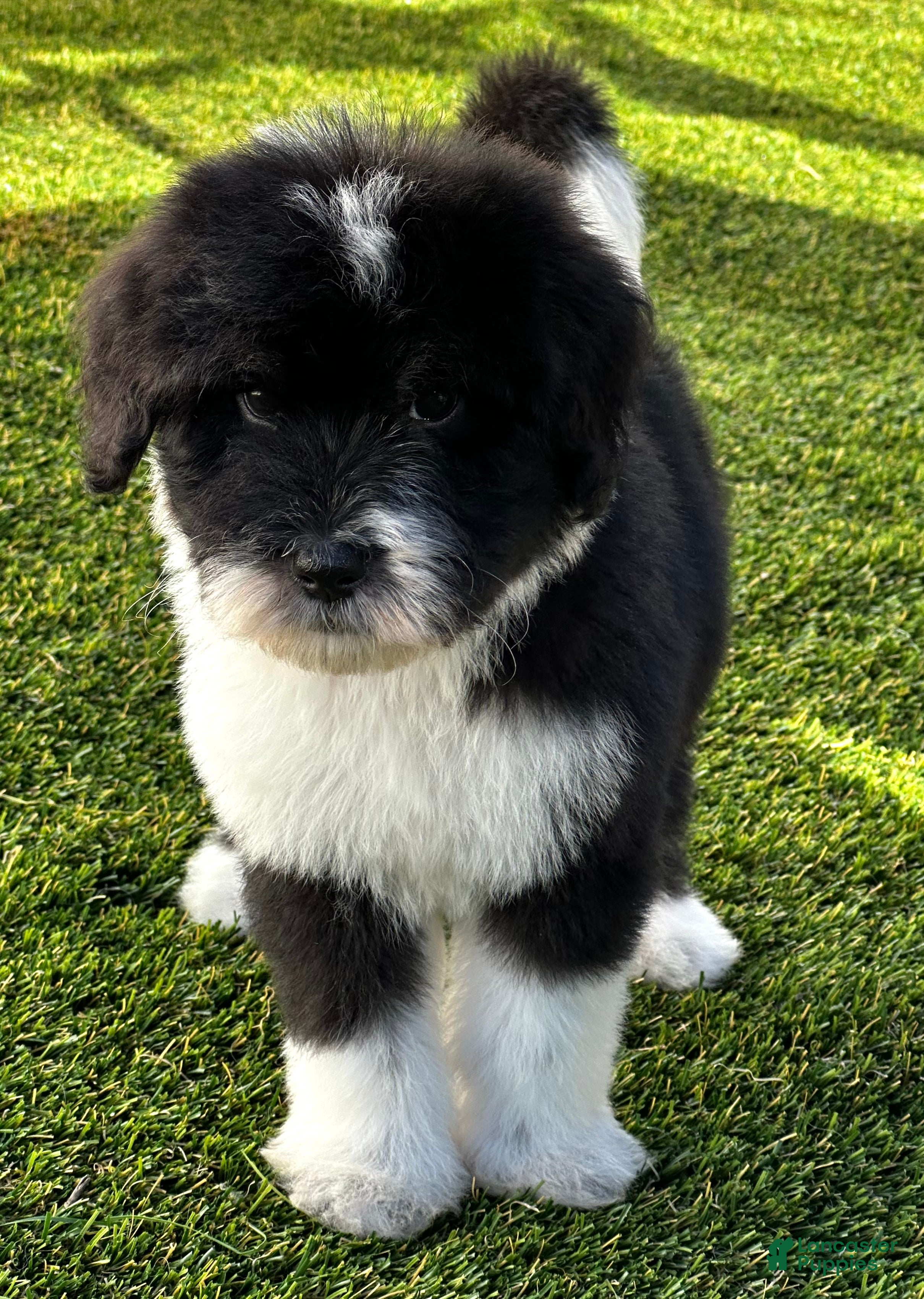 Sheepadoodle dogs Creed - Ad 1