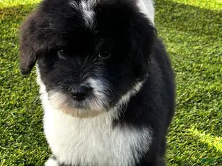 Sheepadoodle dogs for sale: Creed - Ad 1