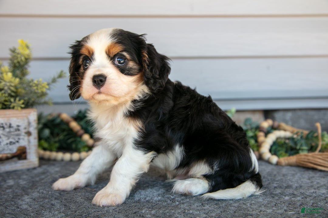 Cavalier King Charles Spaniel dogs for sale: Rocky - Ad 3