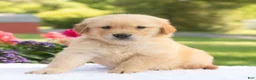 Golden Retriever dogs for sale: Suki  - Ad 4