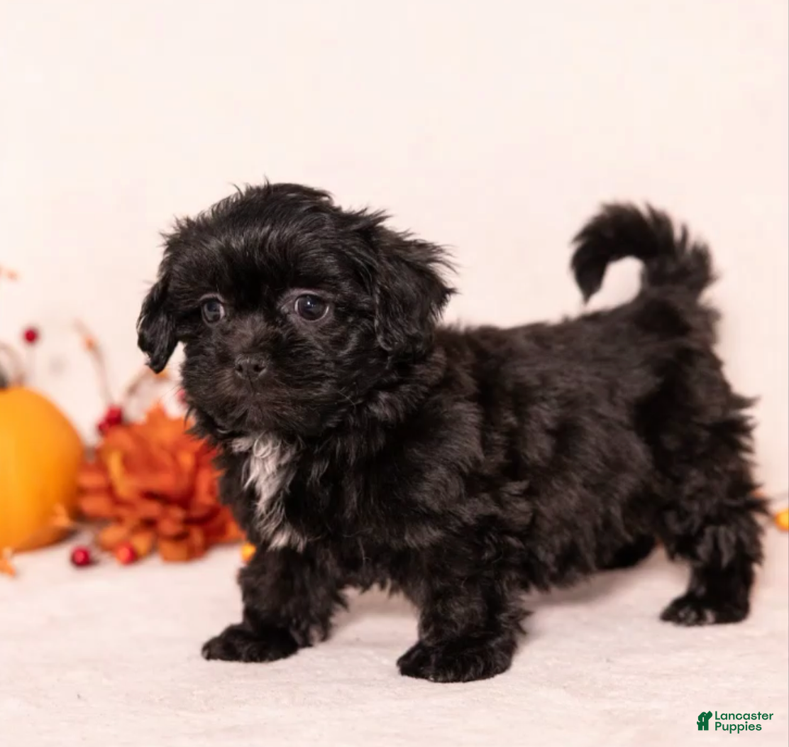 Teddy Bear dogs for sale: Maxwell - Ad 2