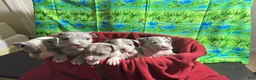 American Pit Bull Terrier dogs for sale: American Pit Bull Terrier Puppy 1 - Ad 15