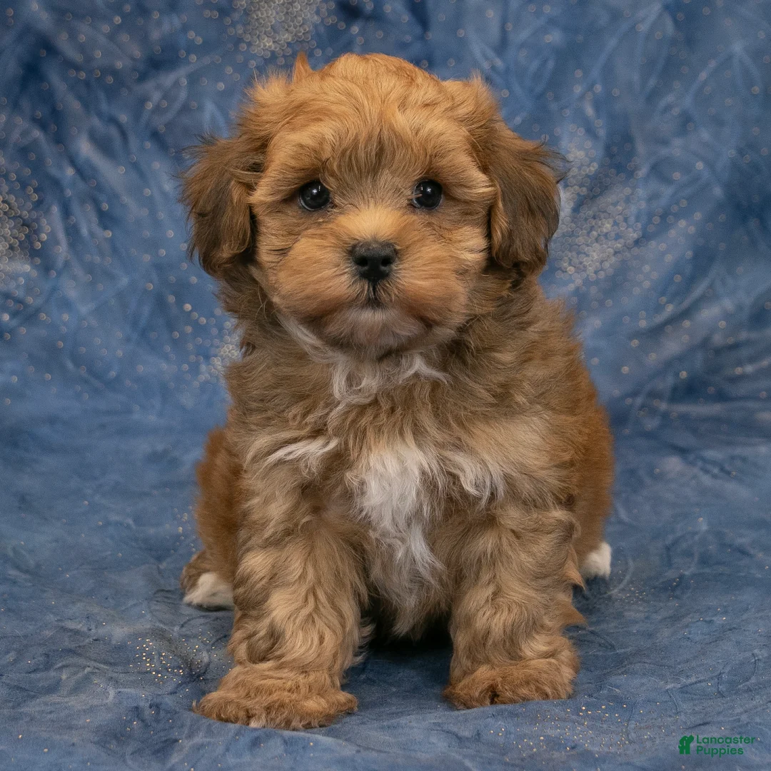 Havapoo dogs for sale: Rusty - Ad 1