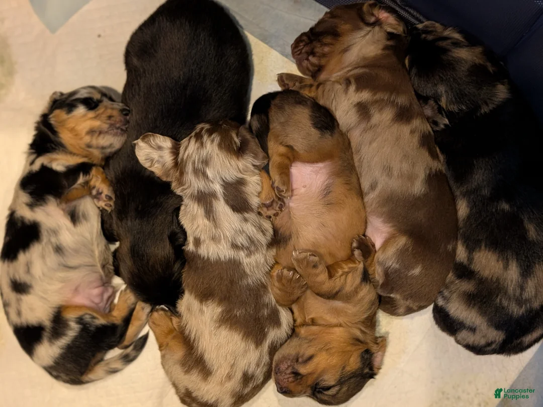 Miniature Dachshund dogs for sale: Tank - Ad 7