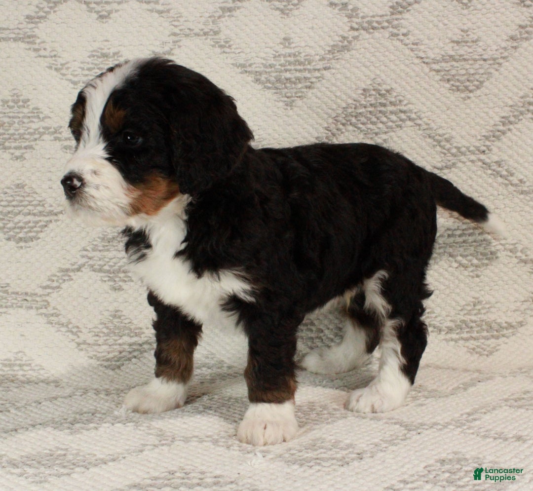 Bernedoodle dogs for sale: Max - Ad 1