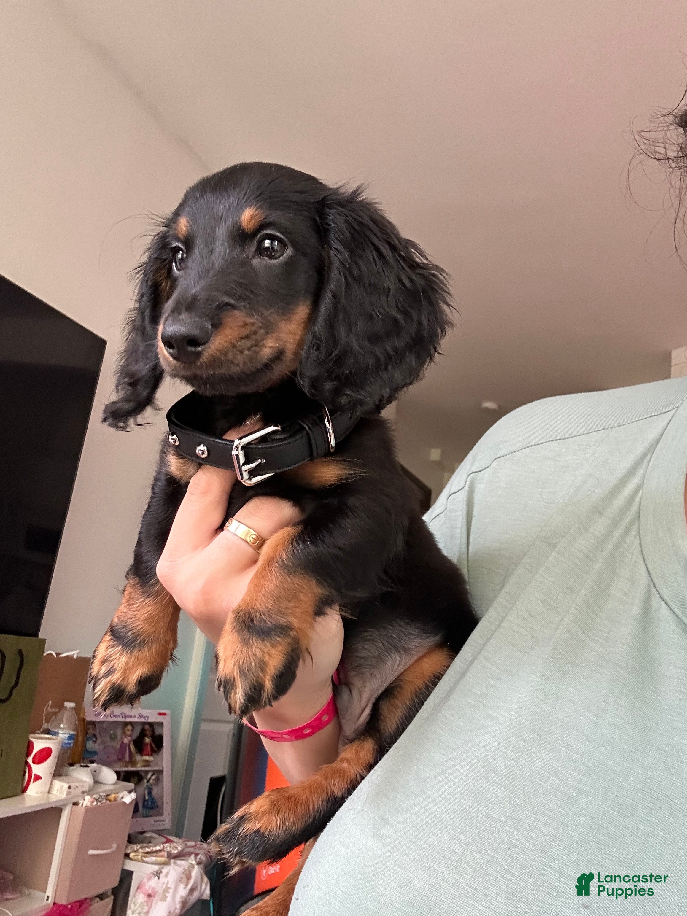 Miniature Dachshund dogs Snickers  - Ad 2
