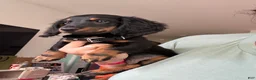 Miniature Dachshund dogs for sale: Snickers  - Ad 2