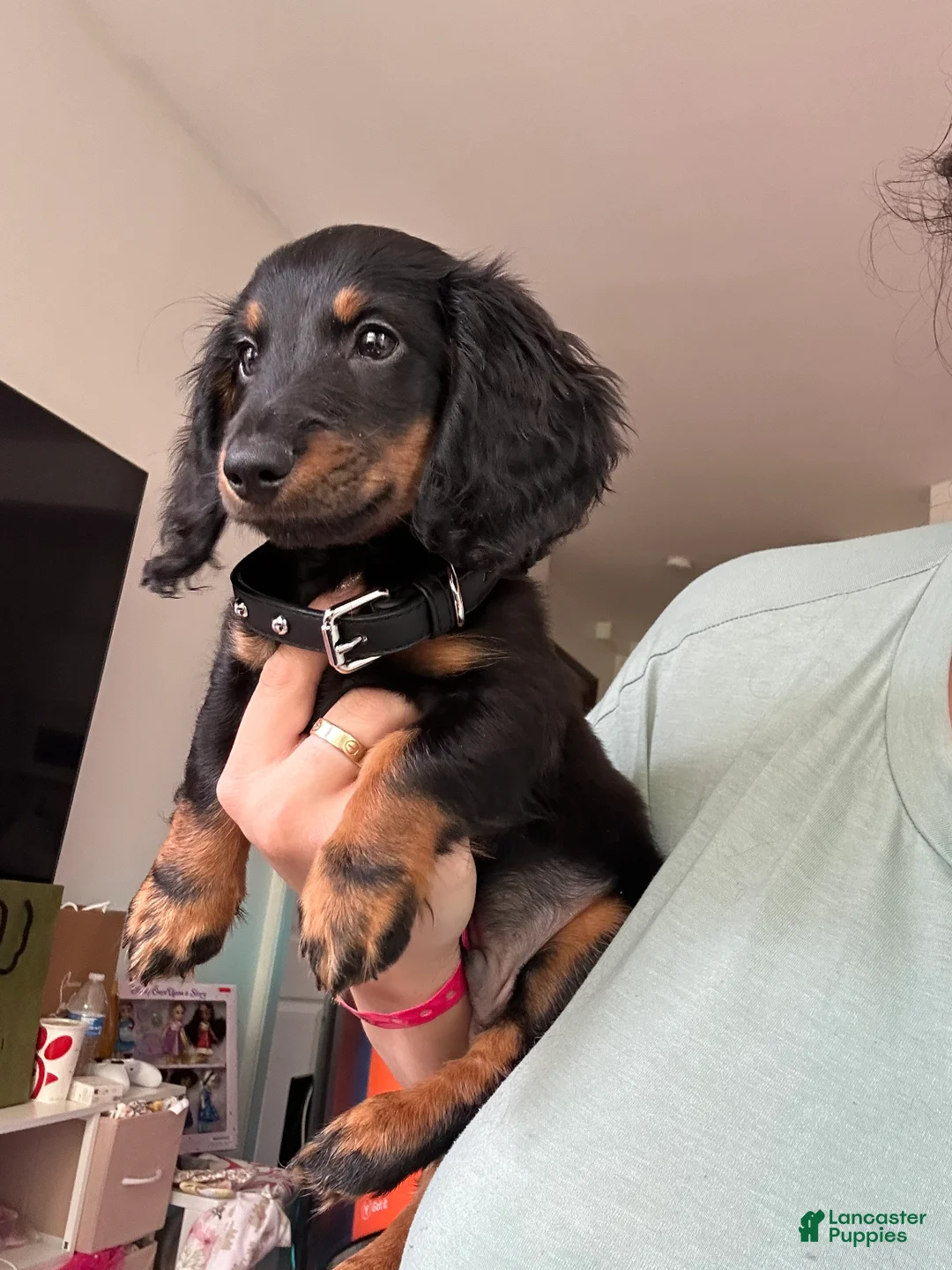 Miniature Dachshund dogs for sale: Snickers  - Ad 2
