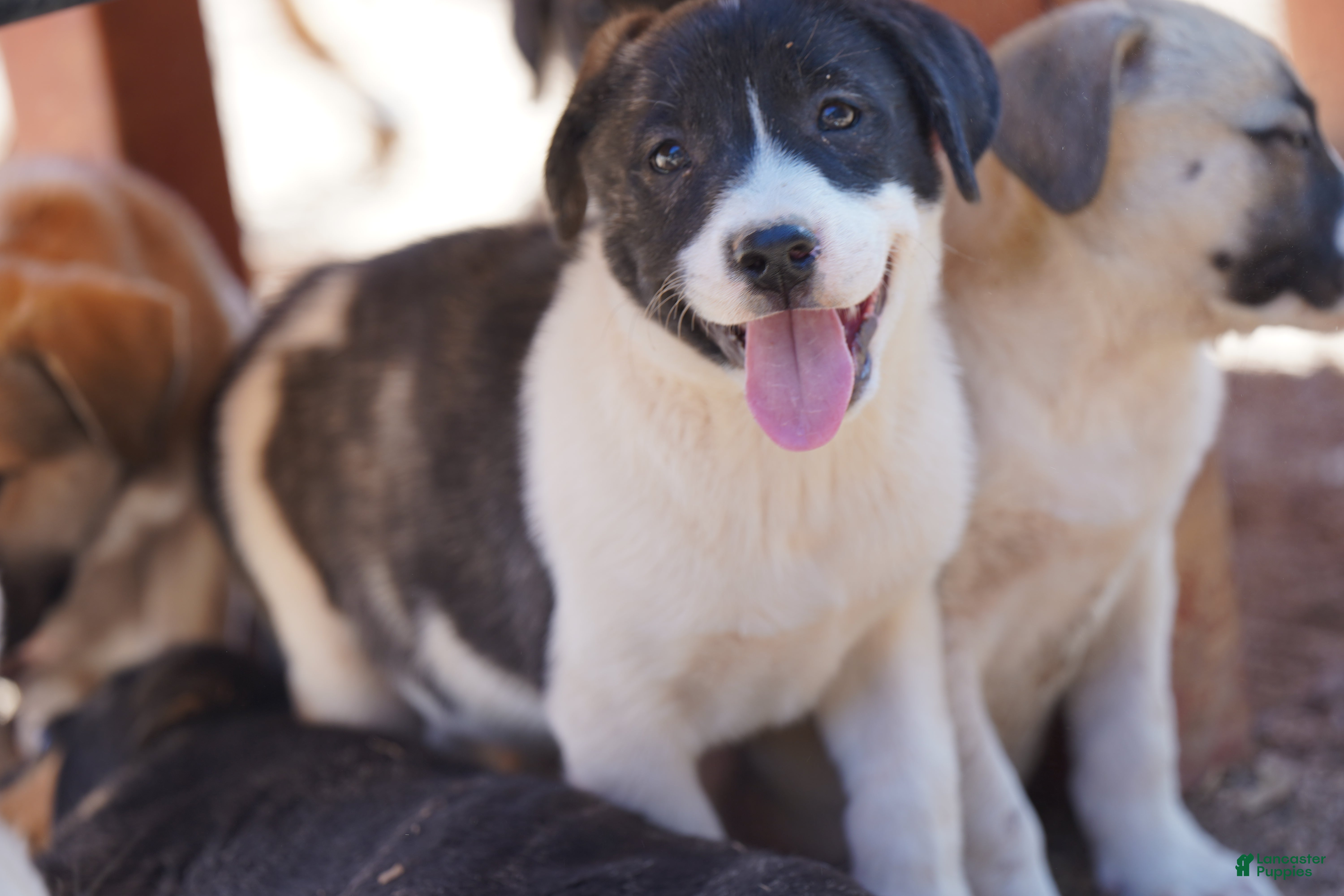 Mixed Breed dogs Bansky Pinto F - Ad 23