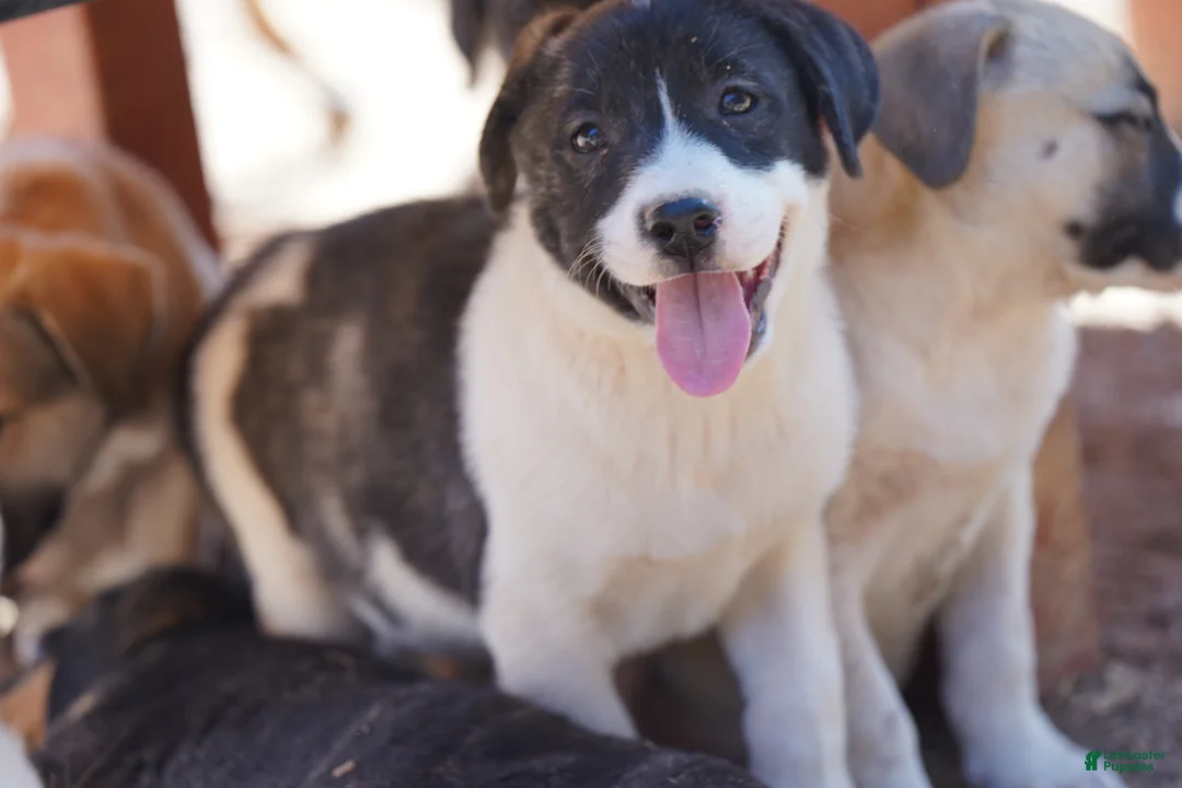 Mixed Breed dogs for sale: Bansky Pinto F - Ad 1