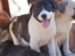 Mixed Breed dogs Bansky Pinto F - Ad 23