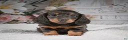 Miniature Dachshund dogs for sale: AKC-Gloria - Ad 7