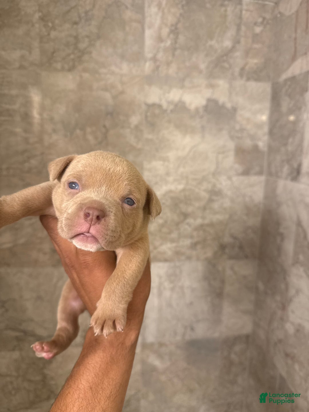 American Bully dogs for sale: American Bully Puppy  - Ad 1