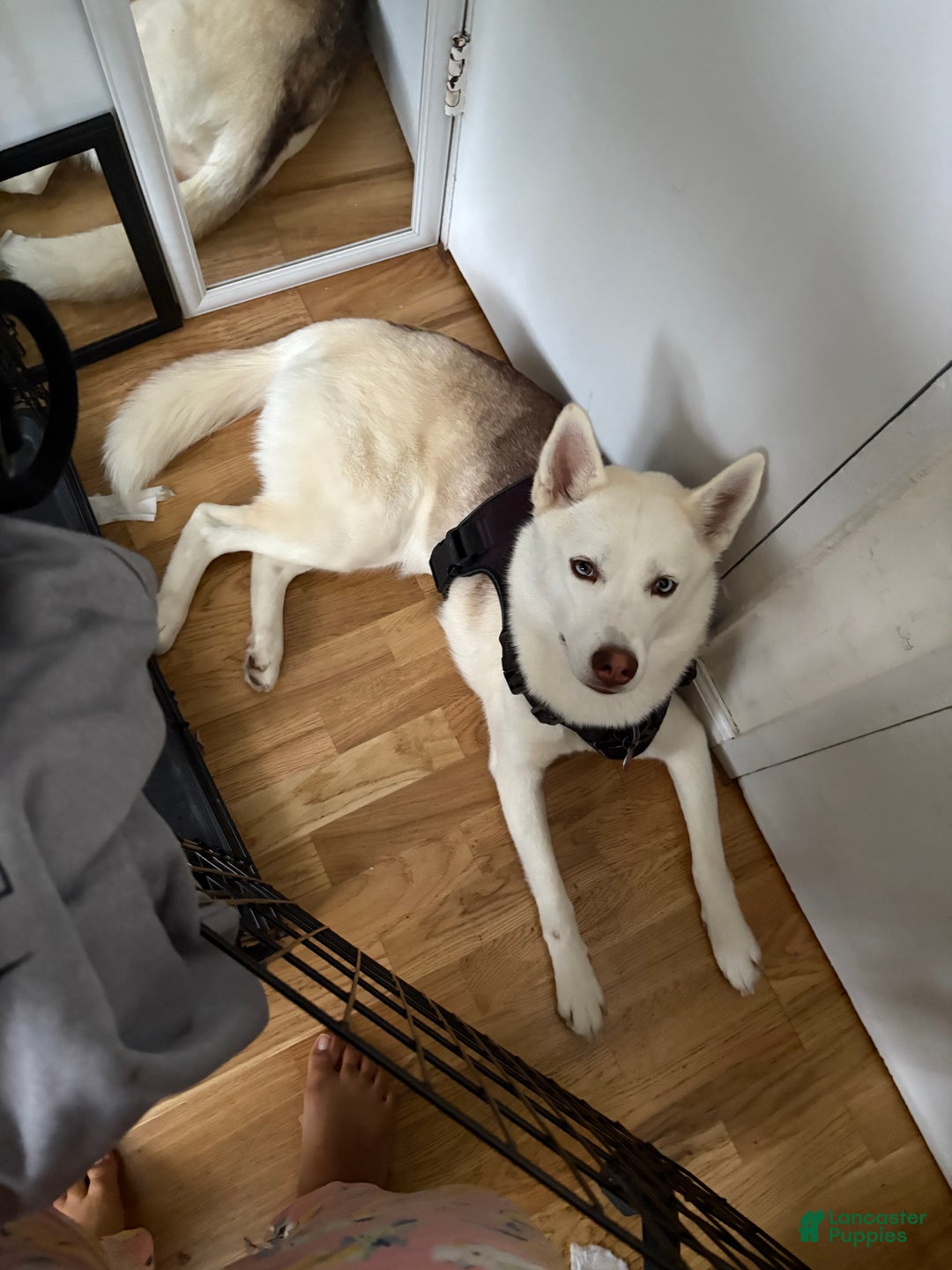 Mixed Breed dogs for sale: Junior - Faux / Fawn Merle - Ad 3