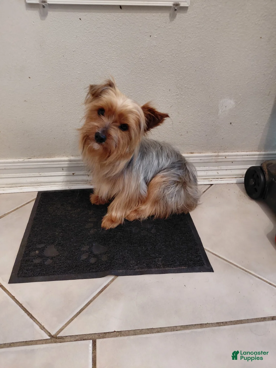 Yorkshire Terrier dogs for sale: Yorkshire Terrier Puppy 1 - Ad 4