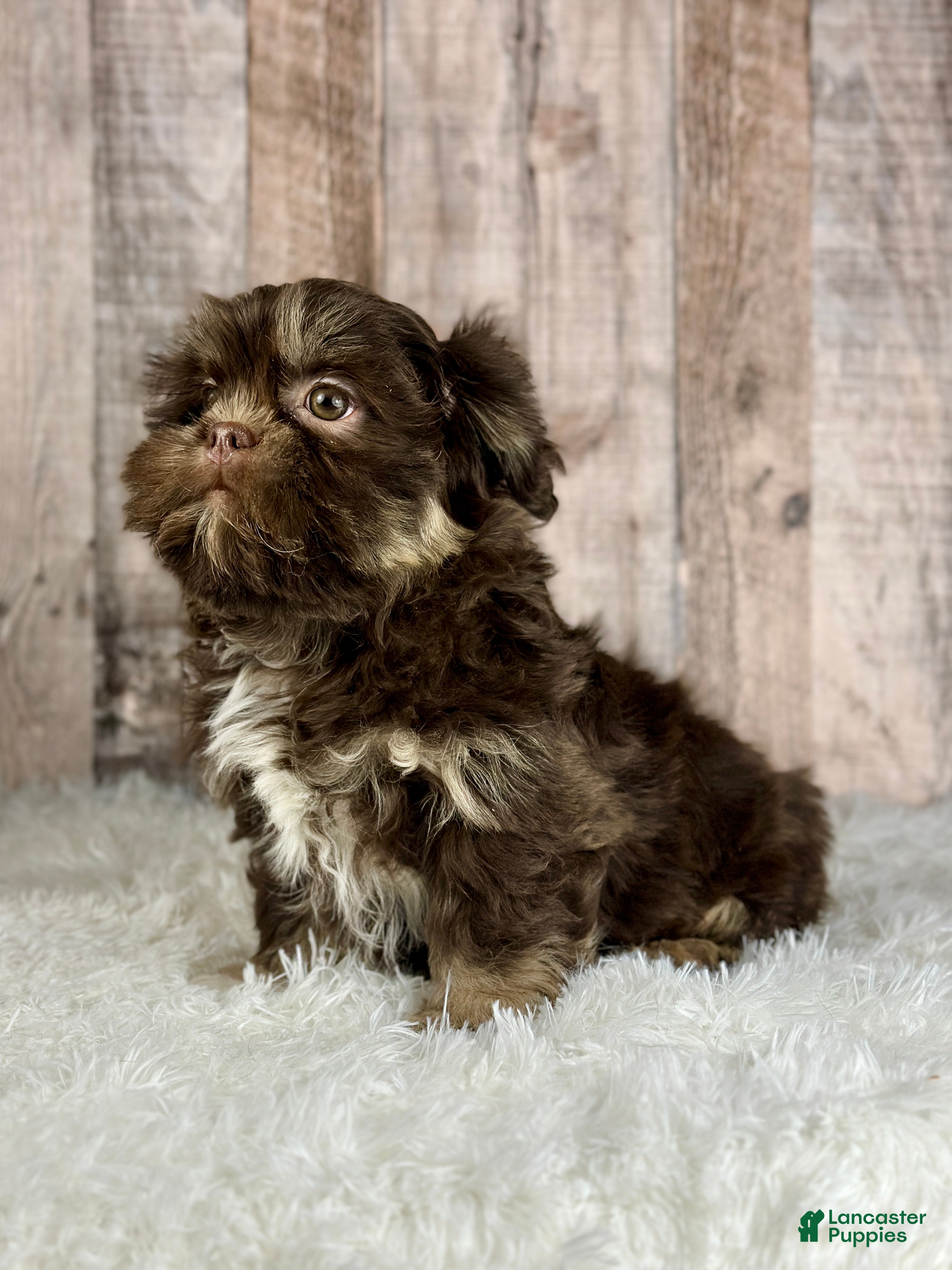 Shih Tzu dogs Boy Kobe - 8933 - Ad 2