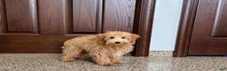 Maltipoo dogs for sale: Frankie - Ad 6