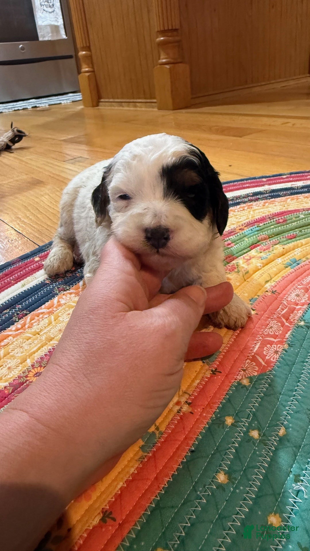Mini Bernedoodle dogs for sale: Oreo - Ad 5