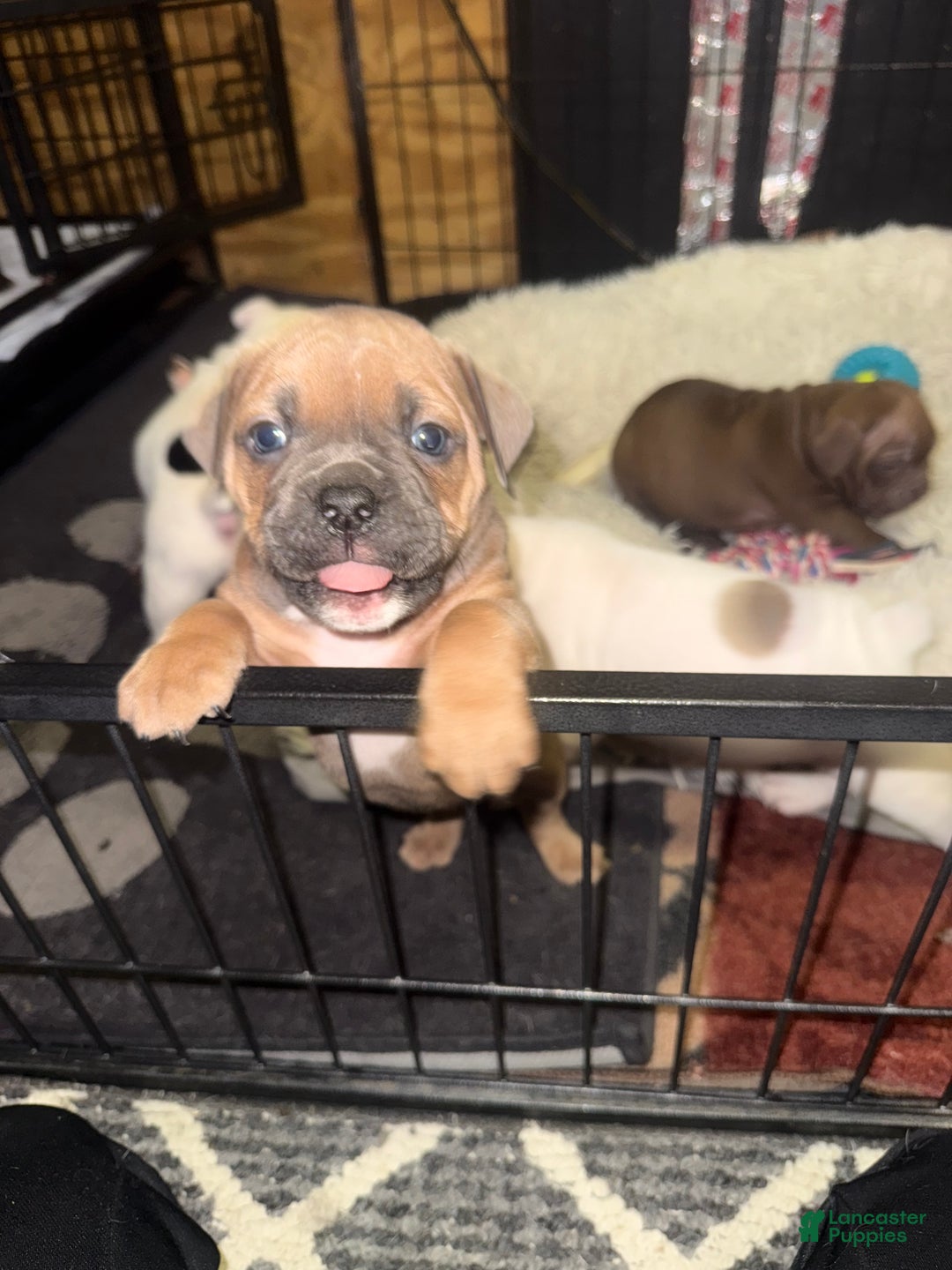 Olde English Bulldogge dogs for sale: Olde English Bulldogge Puppy 5 - Ad 2