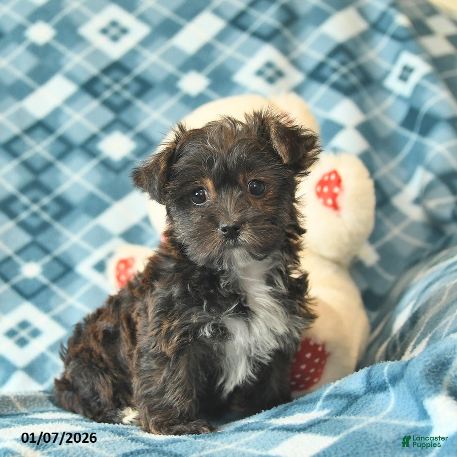 Shorkie dogs Lily  - Ad 3
