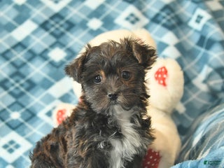 Shorkie dogs Lily - Ad 2