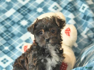 Shorkie dogs Lily - Ad 5