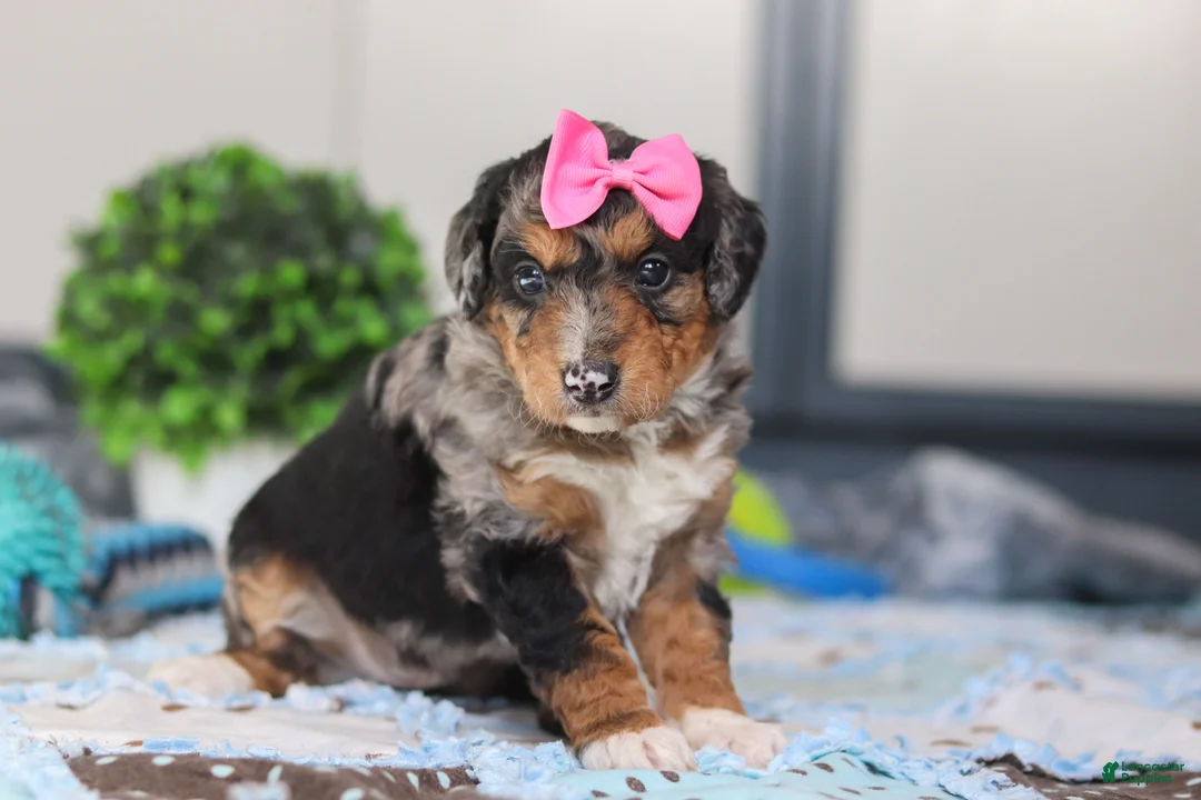 Mini Bernedoodle dogs for sale: Pearl - Ad 3