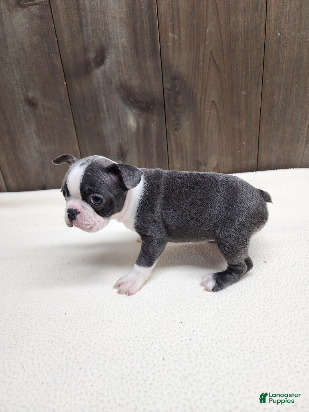 Boston Terrier dogs for sale: Boston Terrier Puppy 5 - Ad 9