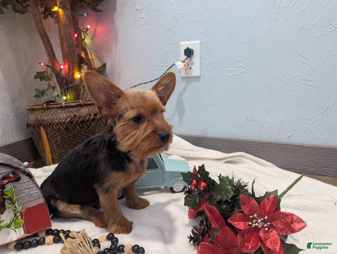 Yorkshire Terrier dogs for sale: Moose - Ad 10
