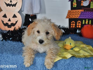 Bichpoo dogs - Ad 23