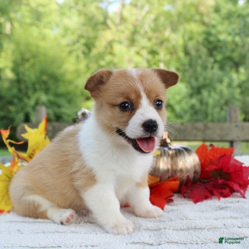 Welsh Corgi Pembroke dogs Sadie - Ad 2