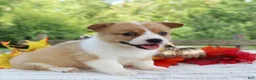 Welsh Corgi Pembroke dogs for sale: Sadie - Ad 2