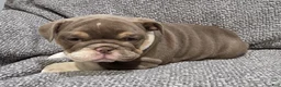 English Bulldog dogs for sale: Bobbi - Ad 2