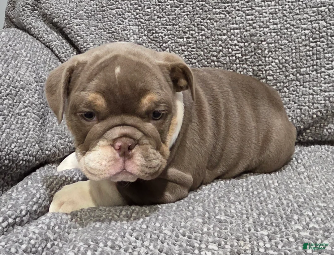 English Bulldog dogs for sale: Bobbi - Ad 2